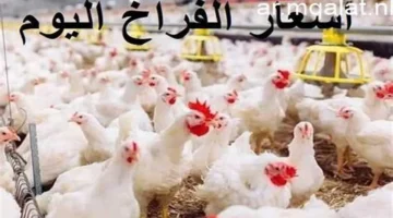 تحديثات أسواق مطروح.. هبوط مفاجئ في أسعار الفراخ والبانية خلال تعاملات الأحد